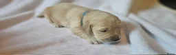 Golden Retriever dogs for sale: KC Registered Show Line Golden Retriever Puppies - Advert 31
