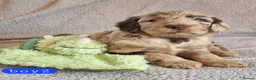 Cockapoo dogs for sale: Cockapoo Merle Puppies  - Advert 15