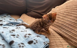 Bengal cats for sale: TICA Bengal kittens for sale . 🐱 - Image 18