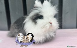 Lionhead rabbits for sale: Hallie - Double mane Lionhead rabbit  - Image 1