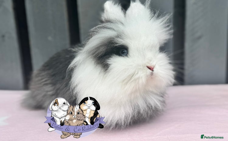 Lionhead rabbits for sale - Advert 1