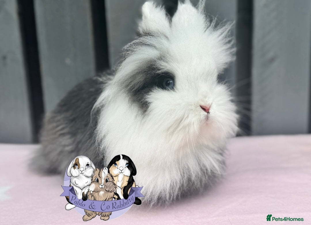 Lionhead rabbits for sale: Hallie - Double mane Lionhead rabbit  - Image 1