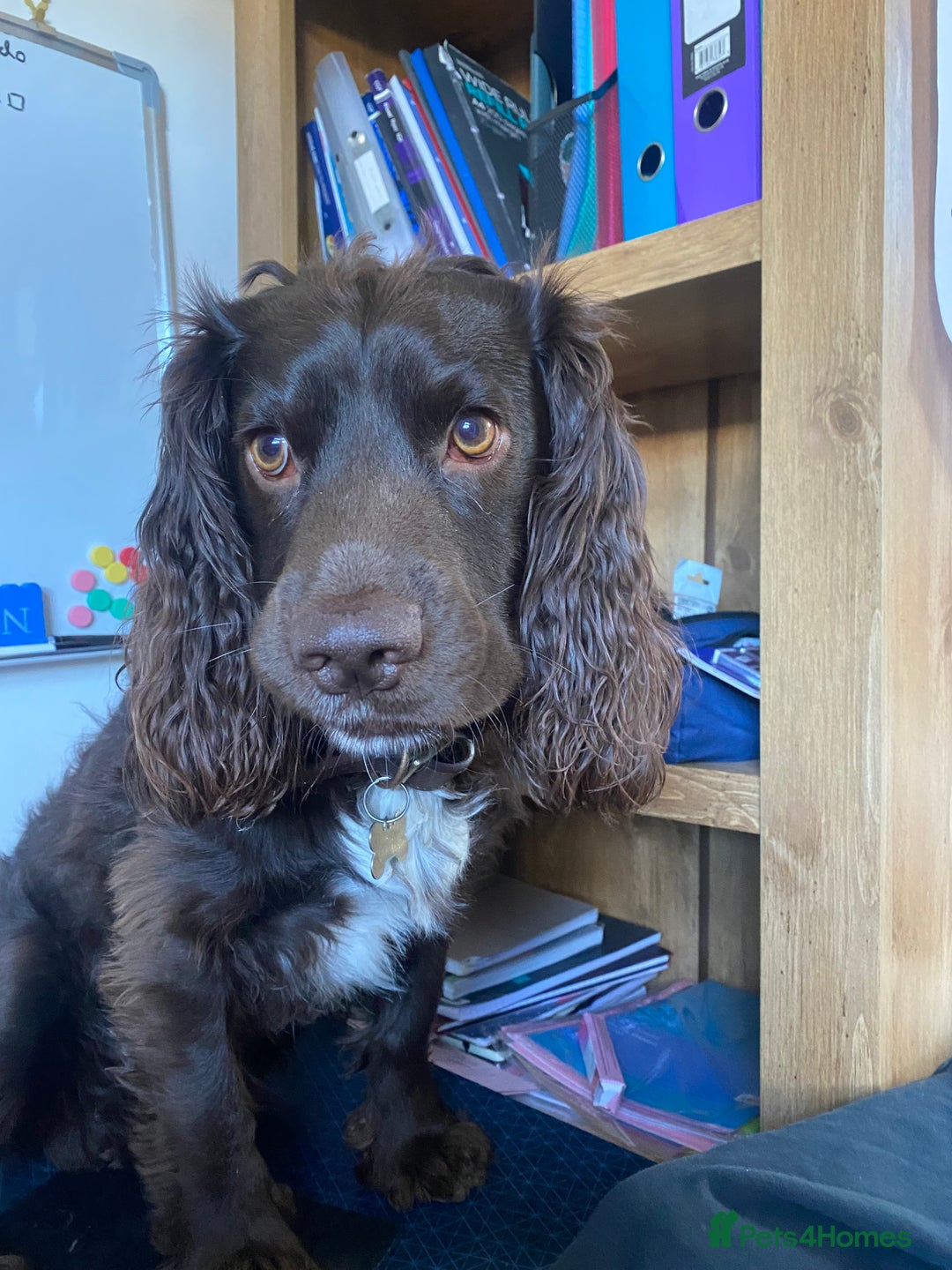 Sprocker dogs for stud: Bruno, stud available  - Image 3
