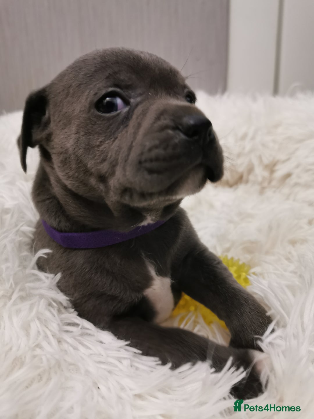 Staffordshire Bull Terrier dogs for sale: Staffordshire Bull Terrier puppies for sale  - Advert 8