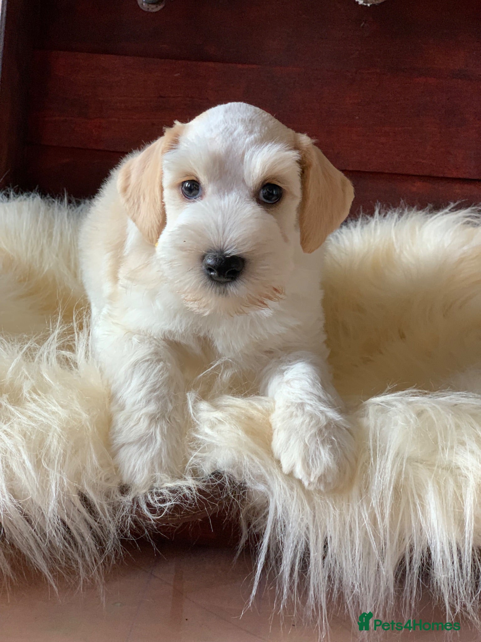 Miniature Schnauzer dogs 5* Licensed READY KC Mini Schnauzer Litter  - Advert 3