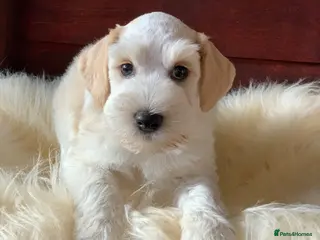 Miniature Schnauzer dogs 5* Licensed READY KC Mini Schnauzer Litter - Advert 3