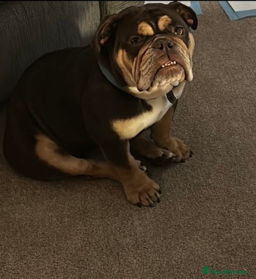 English Bulldog dogs for sale: English bulldog female  - Image 7