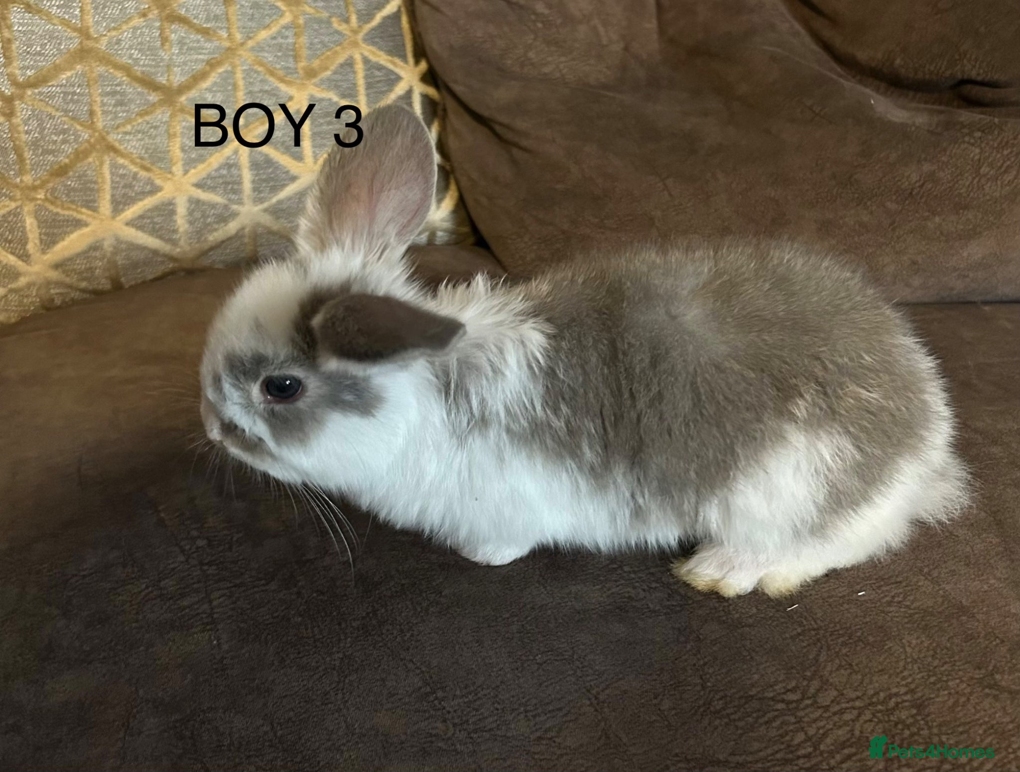 Mixed Breed rabbits Mixed breed baby rabbits - Advert 13