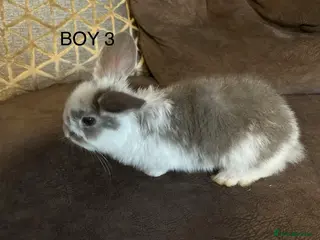 Mixed Breed rabbits Mixed breed baby rabbits - Advert 13