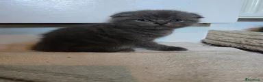 Scottish Fold Kitten 1