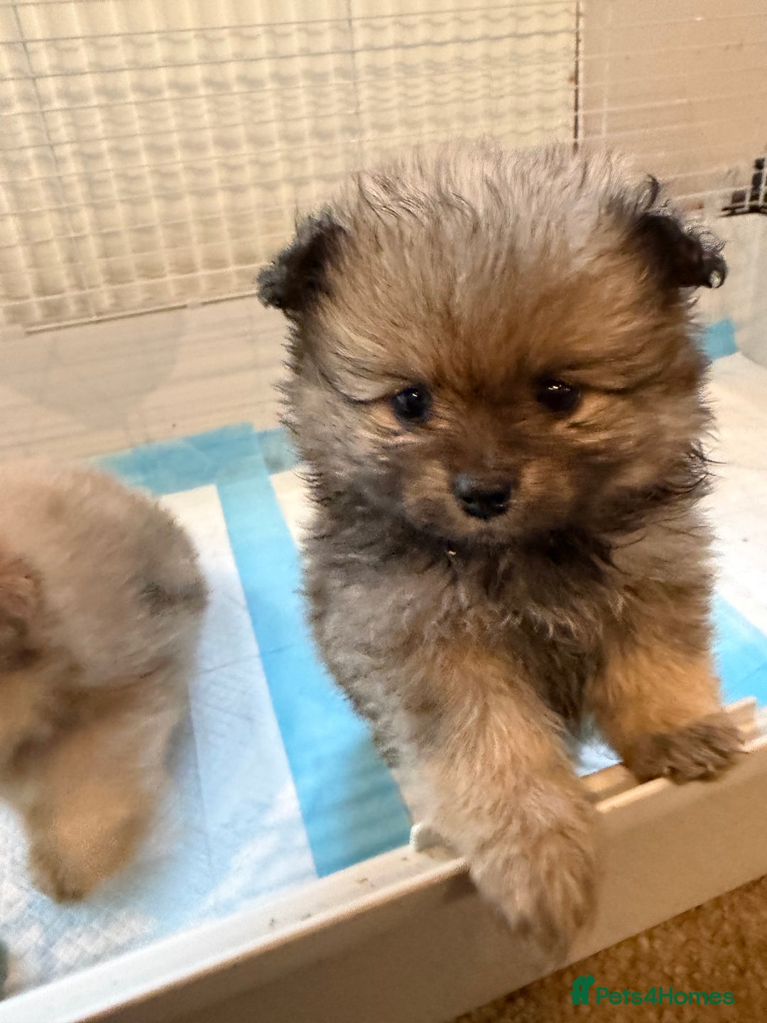 Pomeranian dogs for sale: Pomeranian puppy’s  - Advert 22