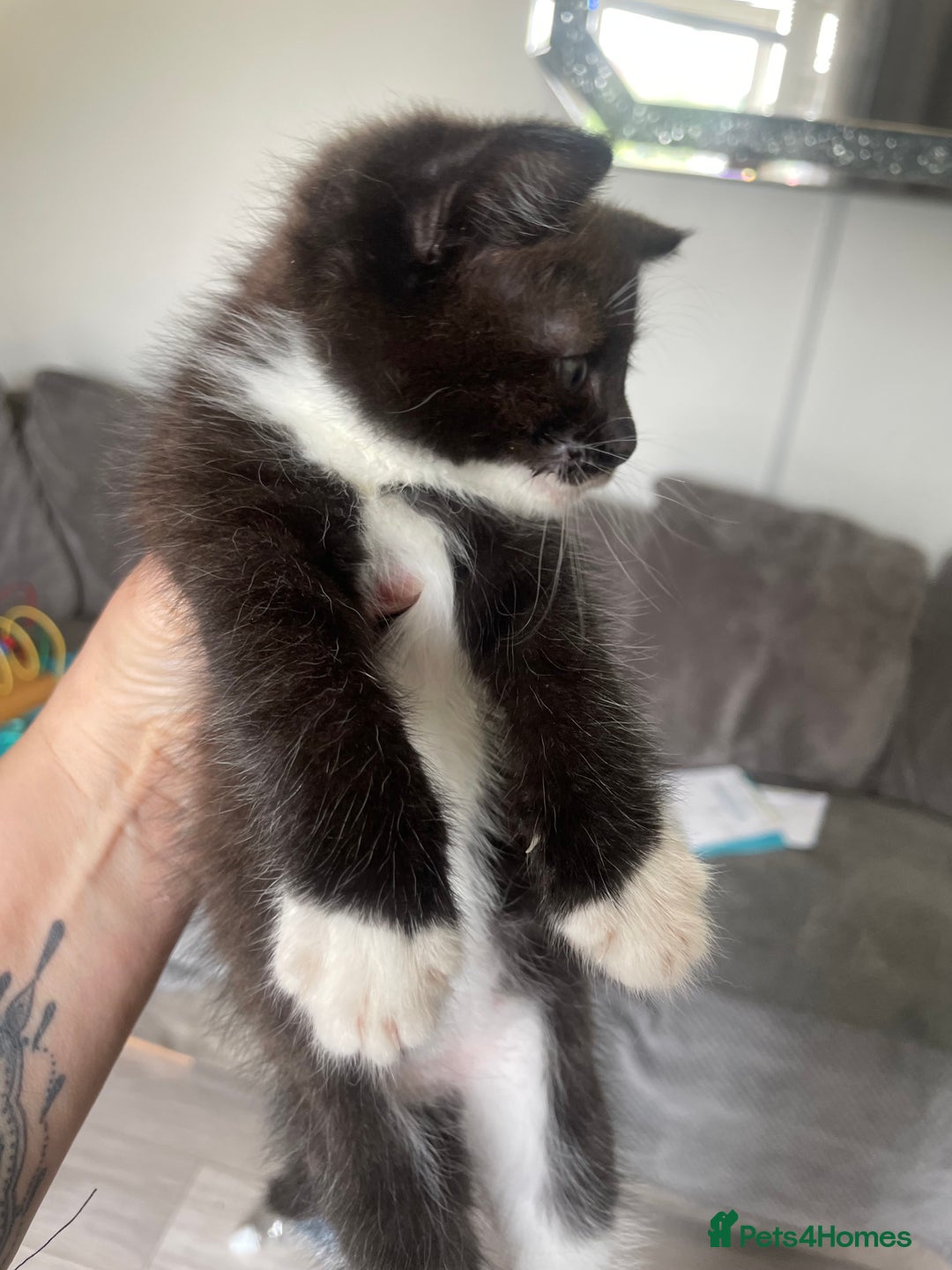 Mixed Breed cats for sale: Bengal cross - Image 3