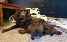Cocker Spaniel dogs for sale: Cocker spaniel puppies - Image 34