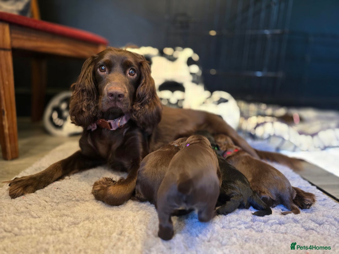 Cocker Spaniel dogs for sale: Cocker spaniel puppies - Image 34