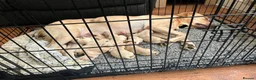 Labrador Retriever dogs for sale: Gorgeous Labrador Puppies, ready for forever homes - Advert 35