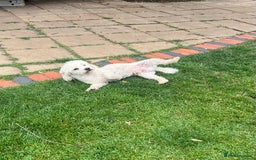 Bichon Frise dogs for sale: Teddy  - Image 5
