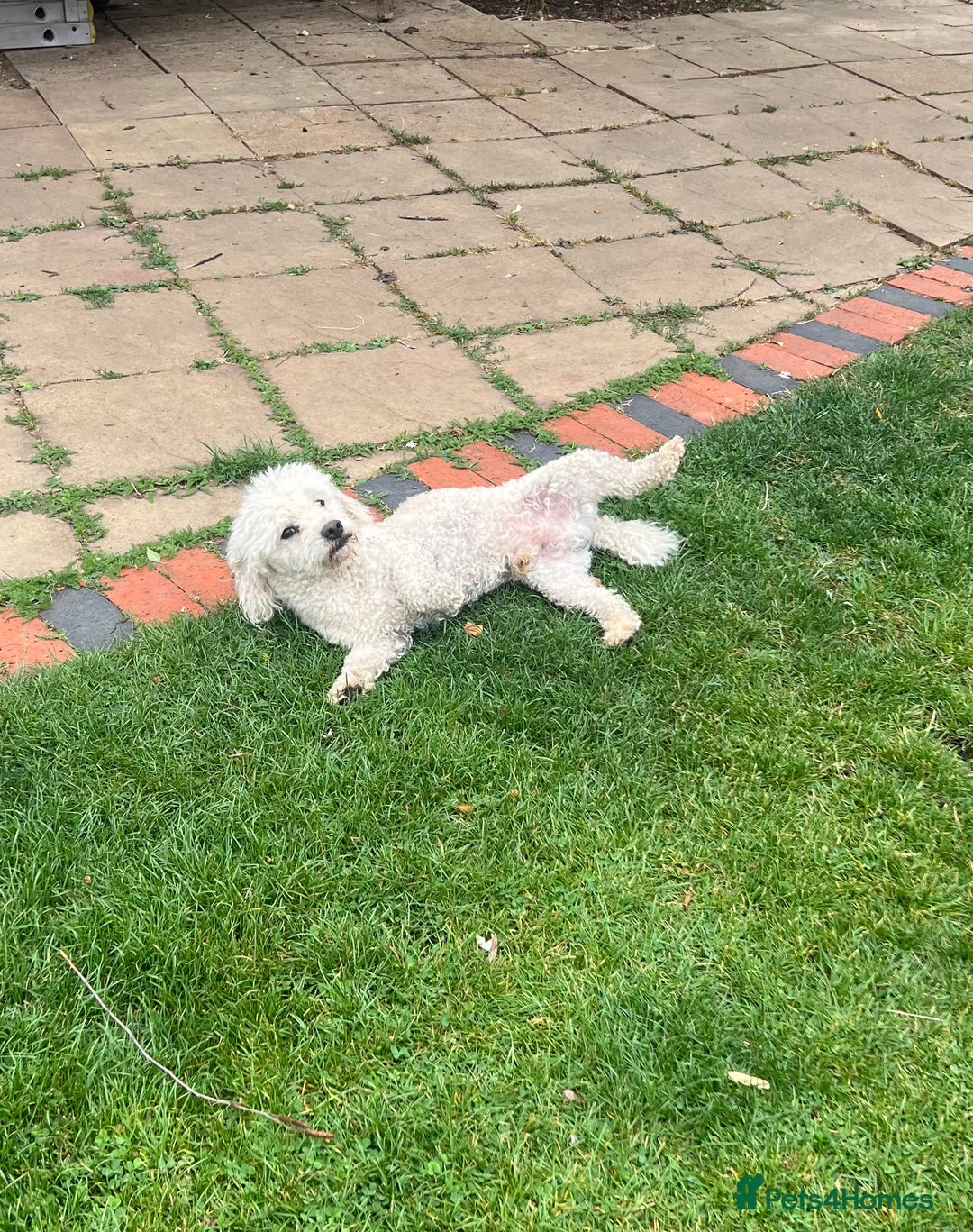 Bichon Frise dogs for sale: Teddy  - Image 5