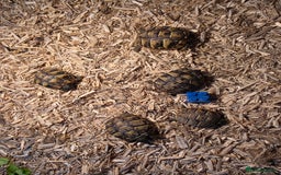 Hermann Tortoise reptiles for sale: Uk bred Hermann’s Tortoise Hatchlings - Image 5