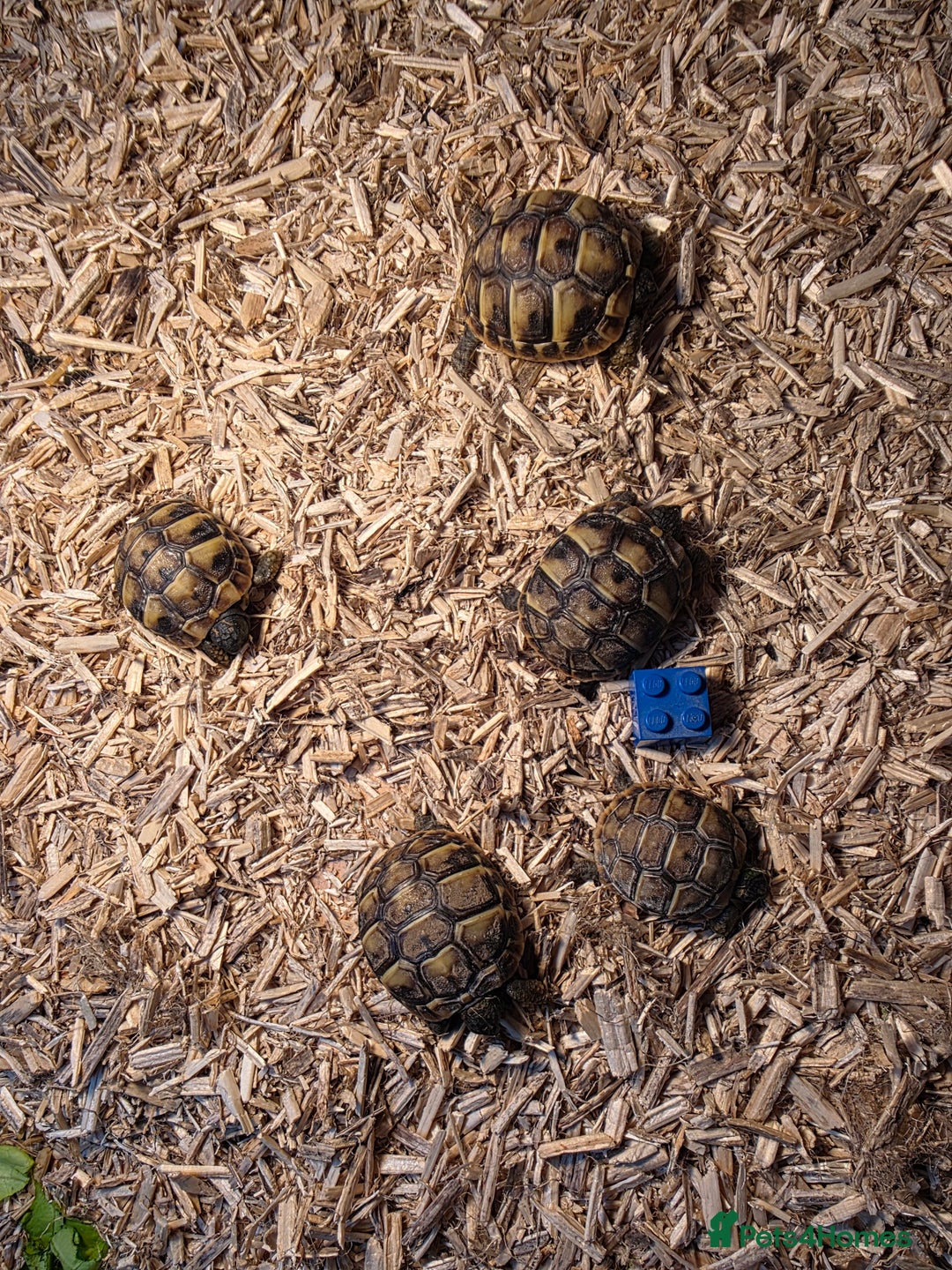 Hermann Tortoise reptiles for sale: Uk bred Hermann’s Tortoise Hatchlings - Image 5