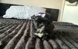 Mixed Breed dogs for sale: Beautiful pups - Image 7