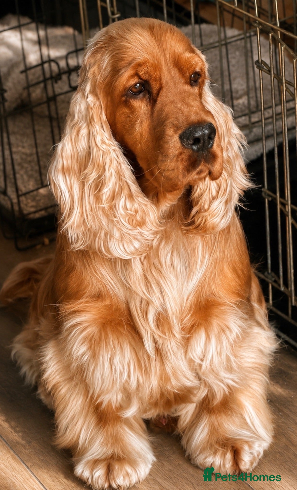 Cocker Spaniel dogs Douglas at Stud — Exceptional Rizi Bizi Lines - Advert 2