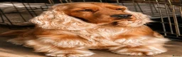 Cocker Spaniel dogs for stud: Douglas at Stud — Exceptional Rizi Bizi Lines - Advert 2