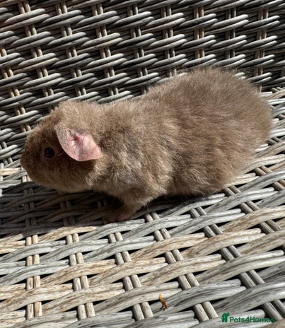 Guinea Pig rodents for sale in Heathfield - Advert 2