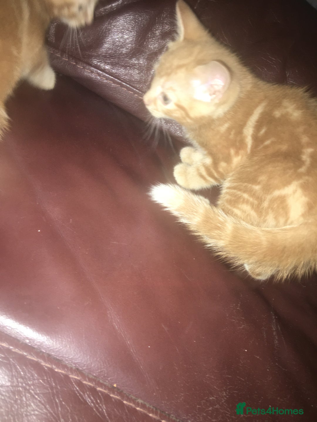 Mixed Breed cats for sale: Two beautiful ginger male kittens - Image 3
