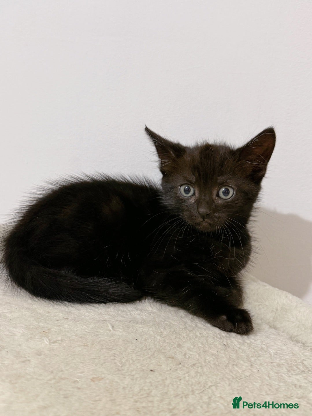 Mixed Breed cats Rome, full black male kitten - Advert 12