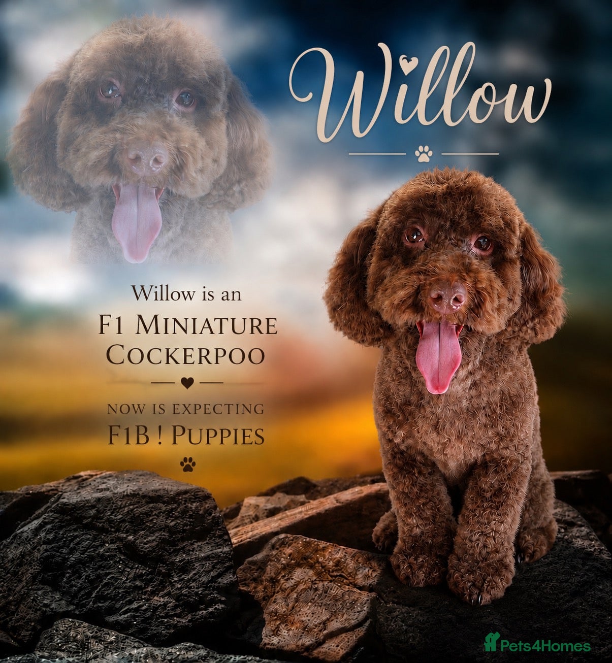Cockapoo dogs Extensively health tested parents! F1b toy cockapo - Advert 2