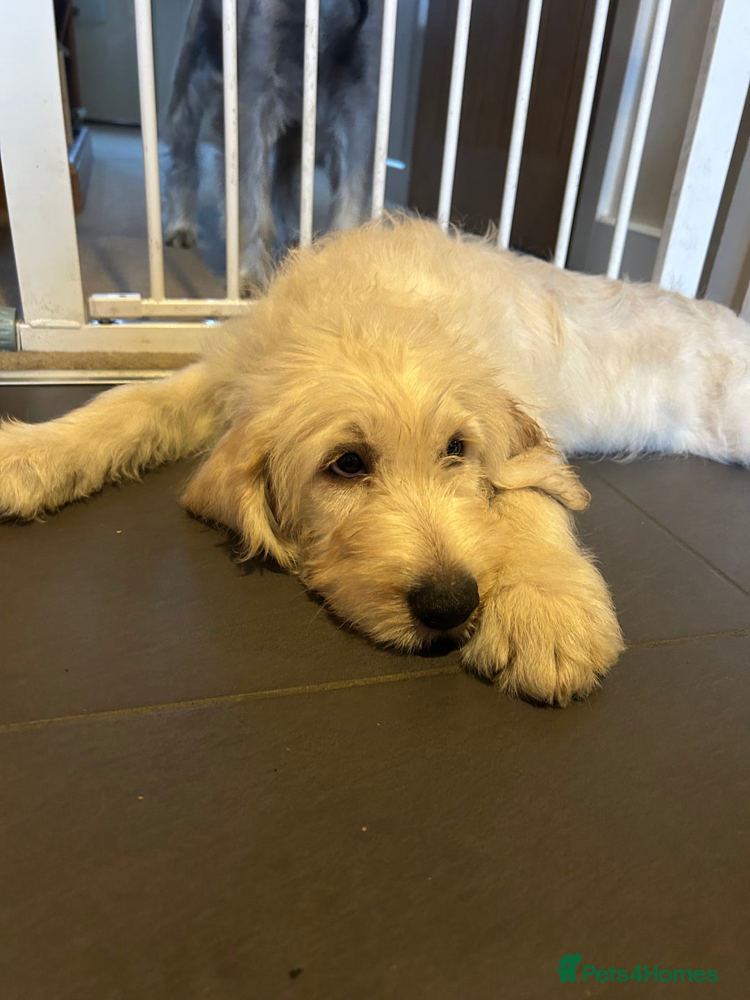 Labradoodle dogs for sale: Gorgeous labradoodle puppy  - Image 1