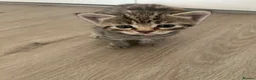 Mixed Breed cats for sale: 4 adorable kittens for sale £250 3 tabby, 1 ginger - Advert 21