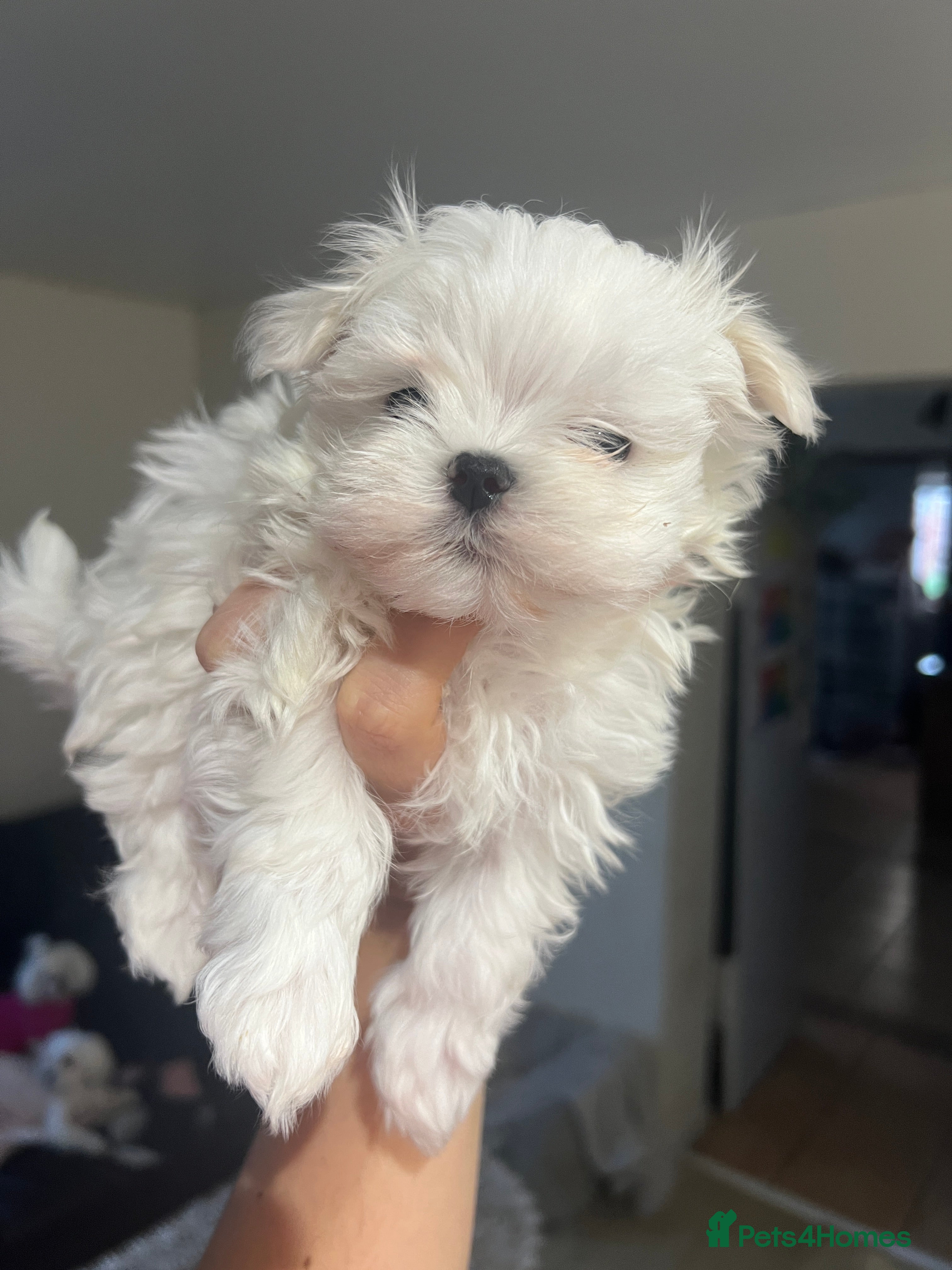 Maltese dogs Maltese puppies available  - Advert 2