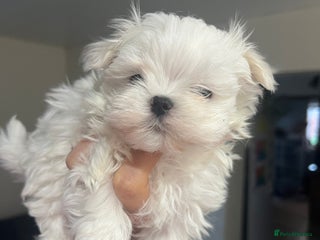 Maltese dogs Maltese puppies available - Advert 2
