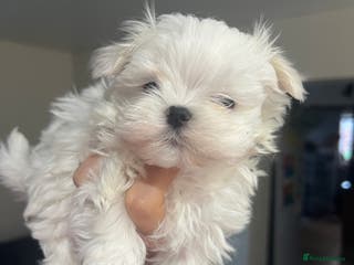 Maltese dogs Maltese puppies available - Advert 7