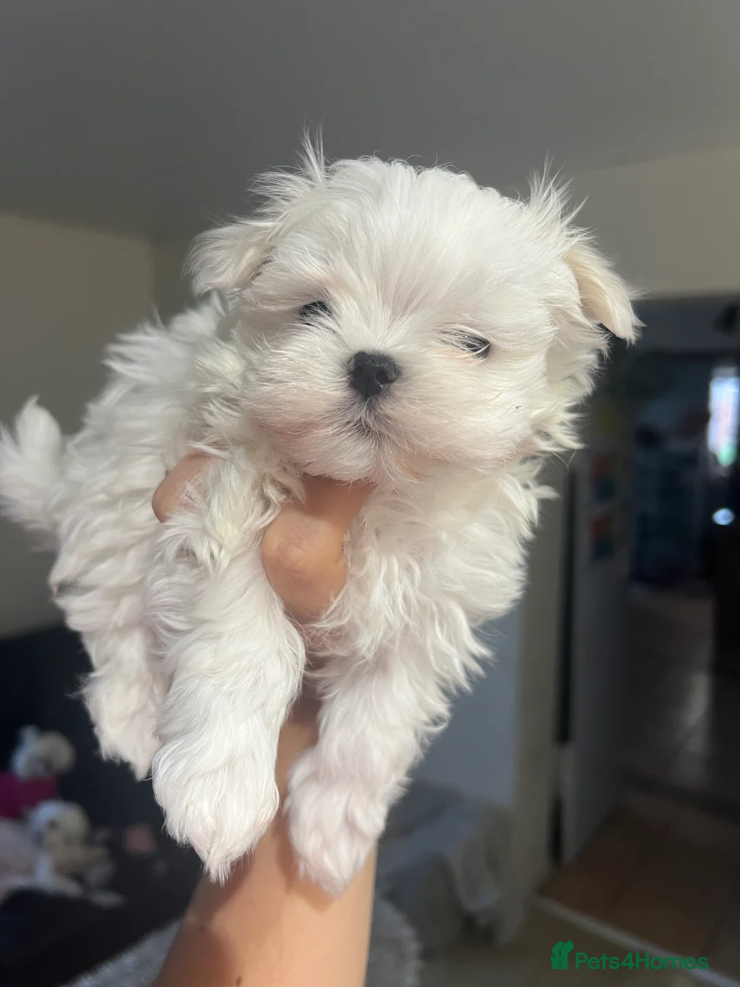 Maltese dogs for sale: One girl and boy available  - Advert 2