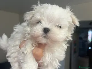 Maltese dogs Maltese puppies available - Advert 7