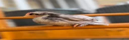Chickens poultry for sale: Pekin bantams - Advert 4