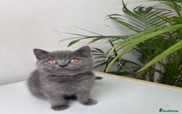 British Shorthair cats for sale: beautiful BSH girl (one girl left)  - Image 16