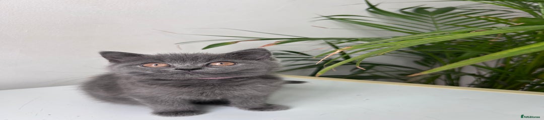British Shorthair Kitten 1