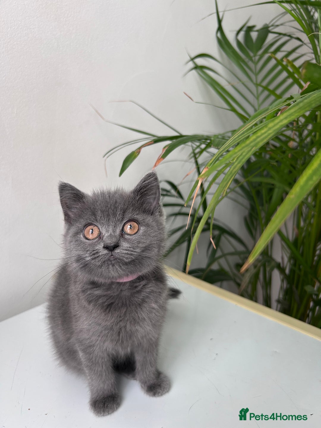 British Shorthair cats for sale: beautiful BSH girl (one girl left)  - Image 16