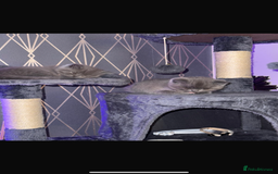 British Shorthair cats for sale: Female British shorthair kittens  - Image 2