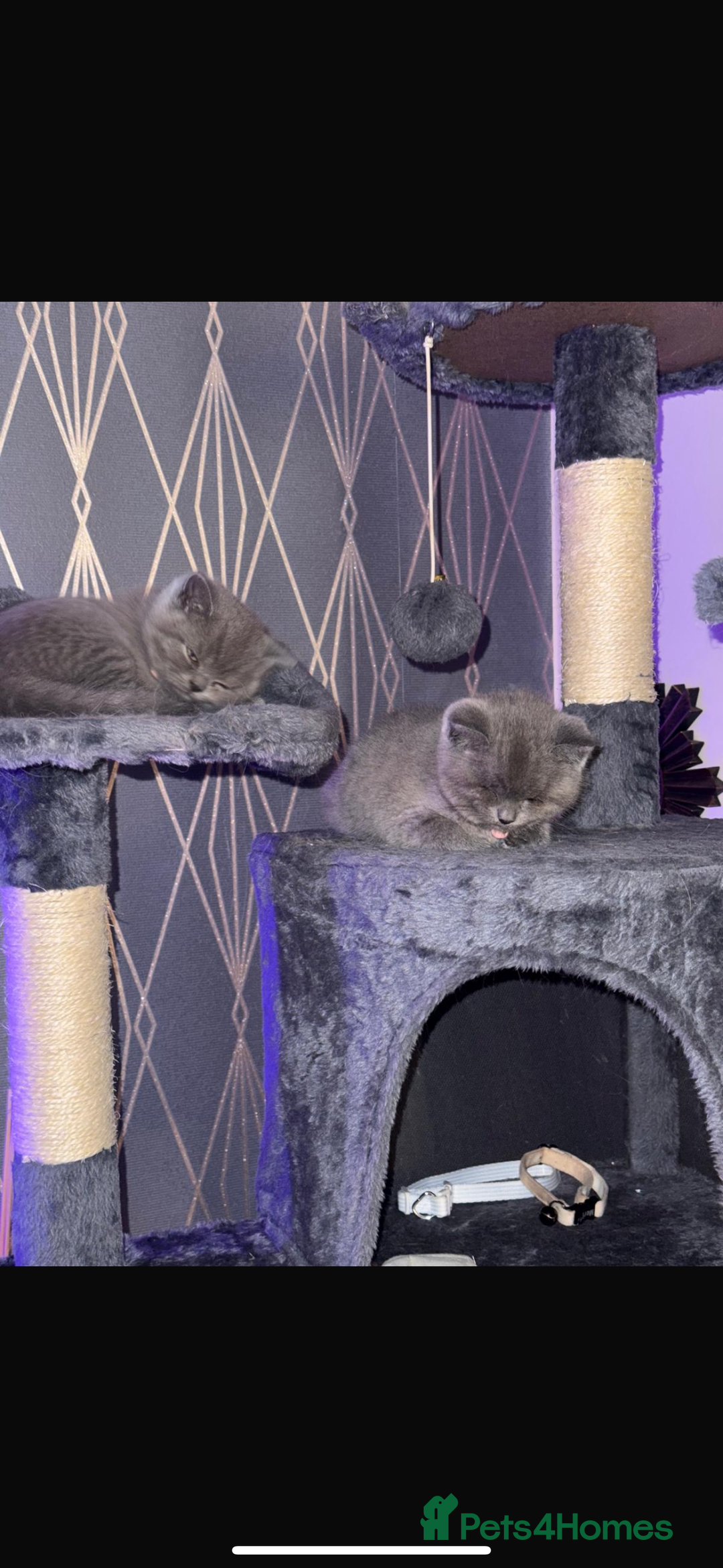 British Shorthair cats for sale: Female British shorthair kittens  - Image 2