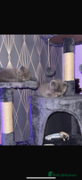 British Shorthair cats - Advert 3
