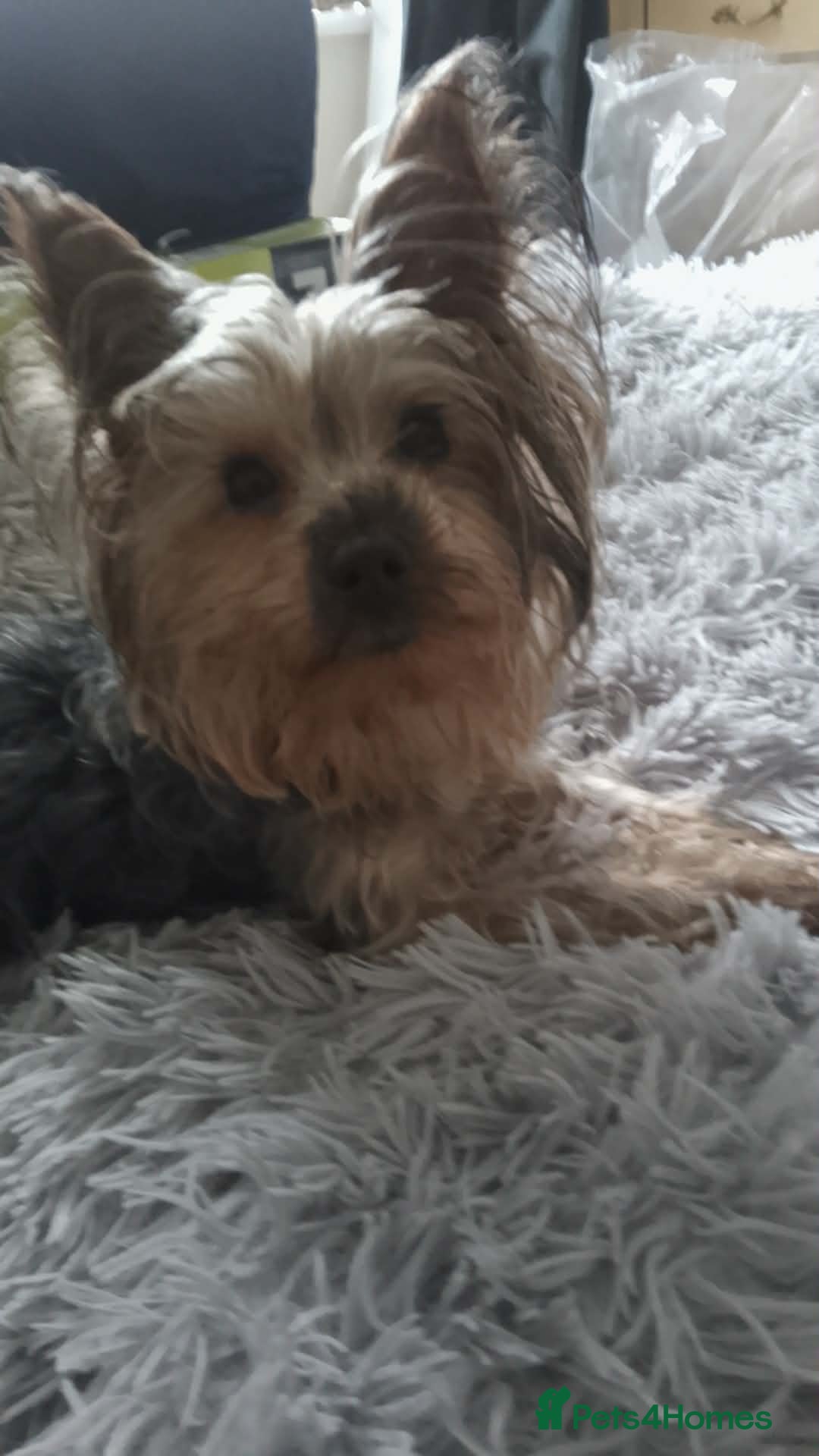 Yorkshire Terrier dogs Yorkshire terrier - Advert 1