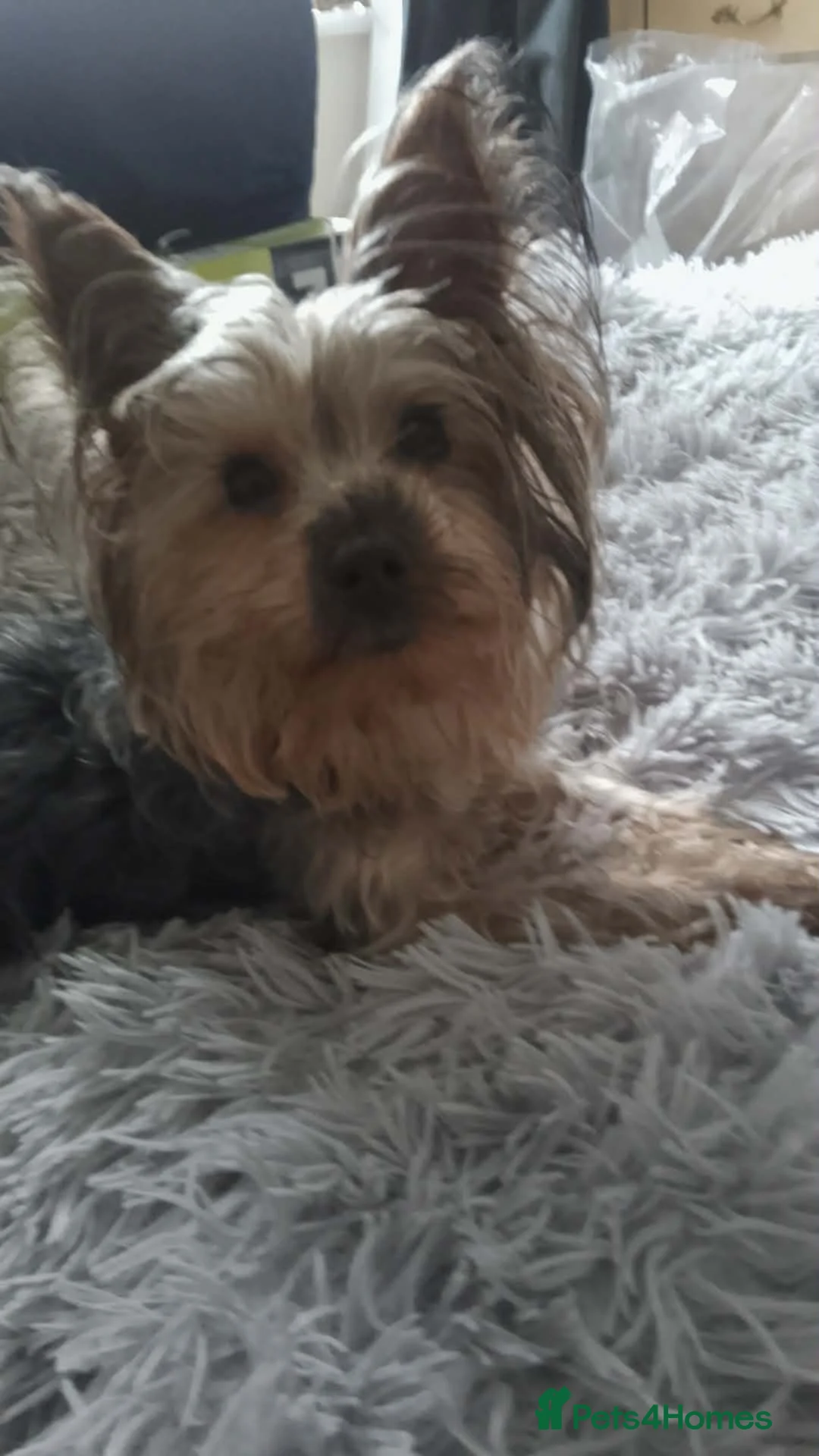 Yorkshire Terrier dogs for sale: Yorkshire terrier - Advert 1