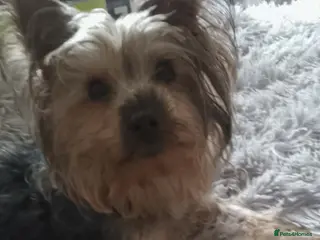 Yorkshire Terrier dogs Yorkshire terrier - Advert 1