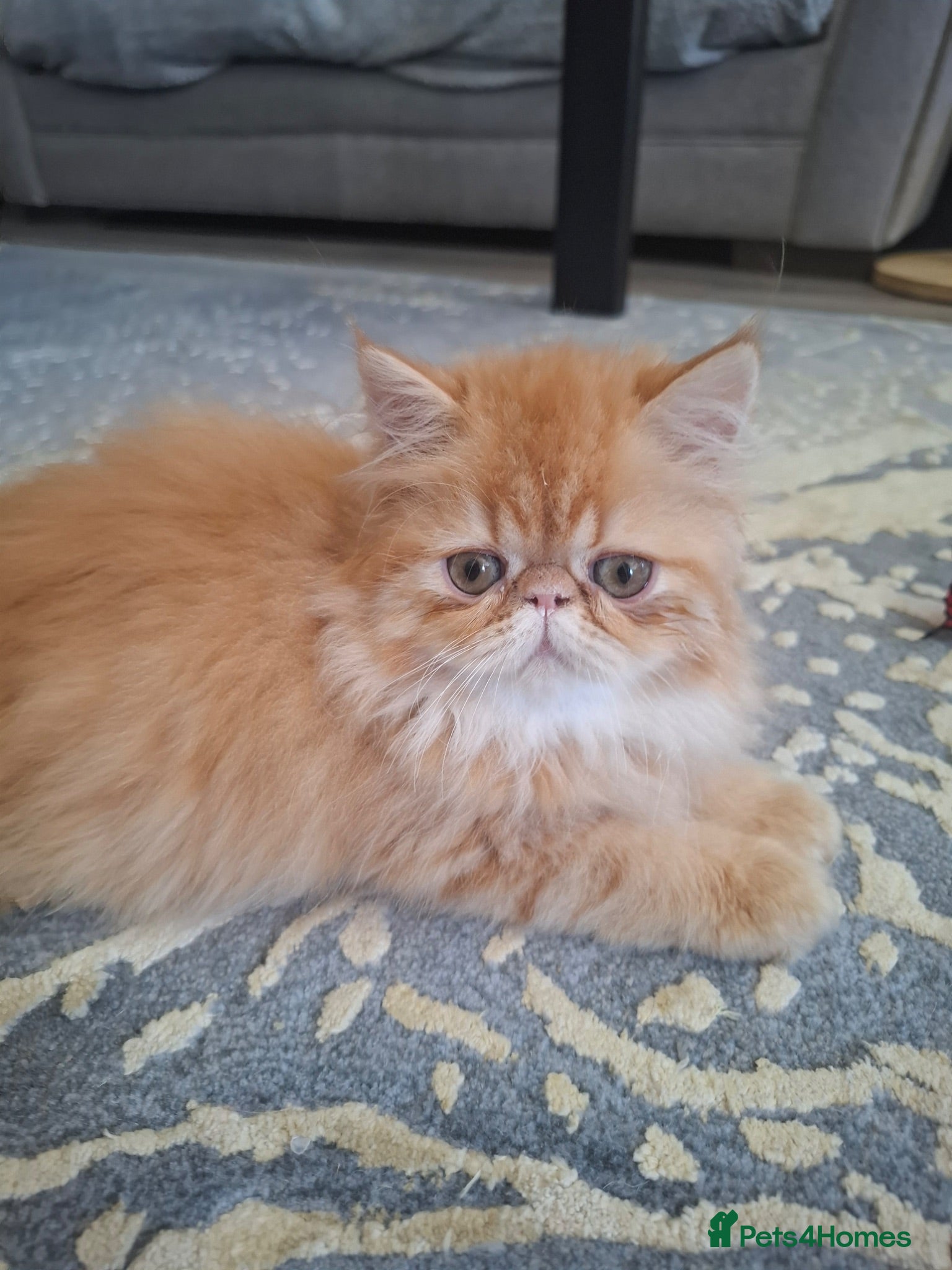 Persian cats GCCF Registered kittens for sale - Advert 1