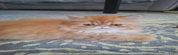 Persian cats for sale: GCCF Registered kittens for sale - Advert 1