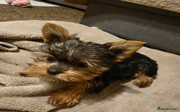 Yorkshire Terrier dogs for sale: 🌸 🐶Adorable Puppies Looking for Homes 🌸 - Image 8